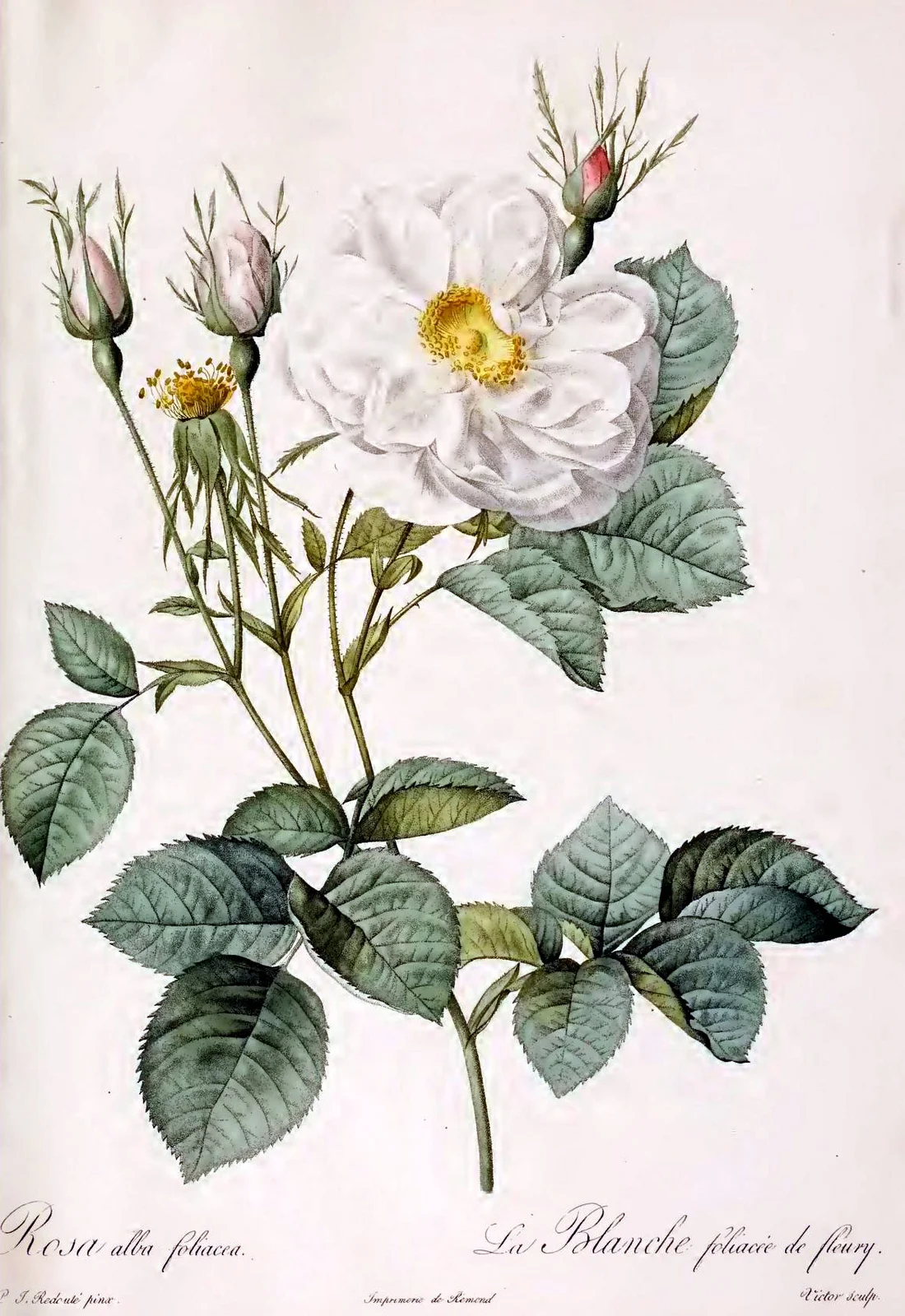 Martha