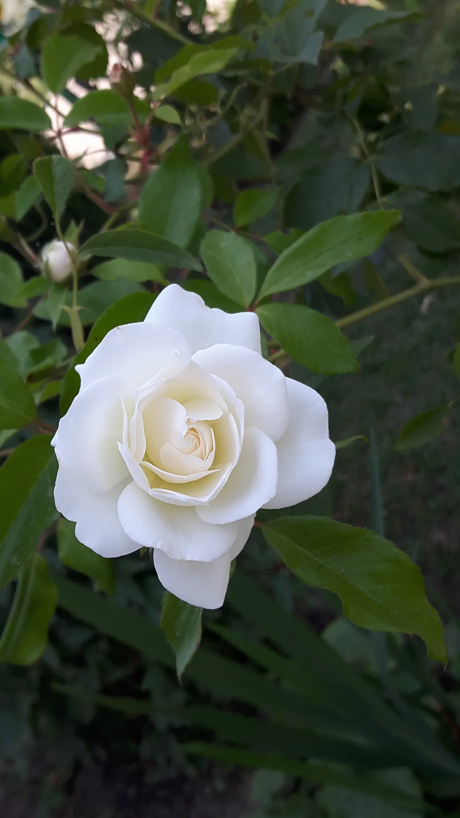 Scholl – Die Knospe der weißen Rose