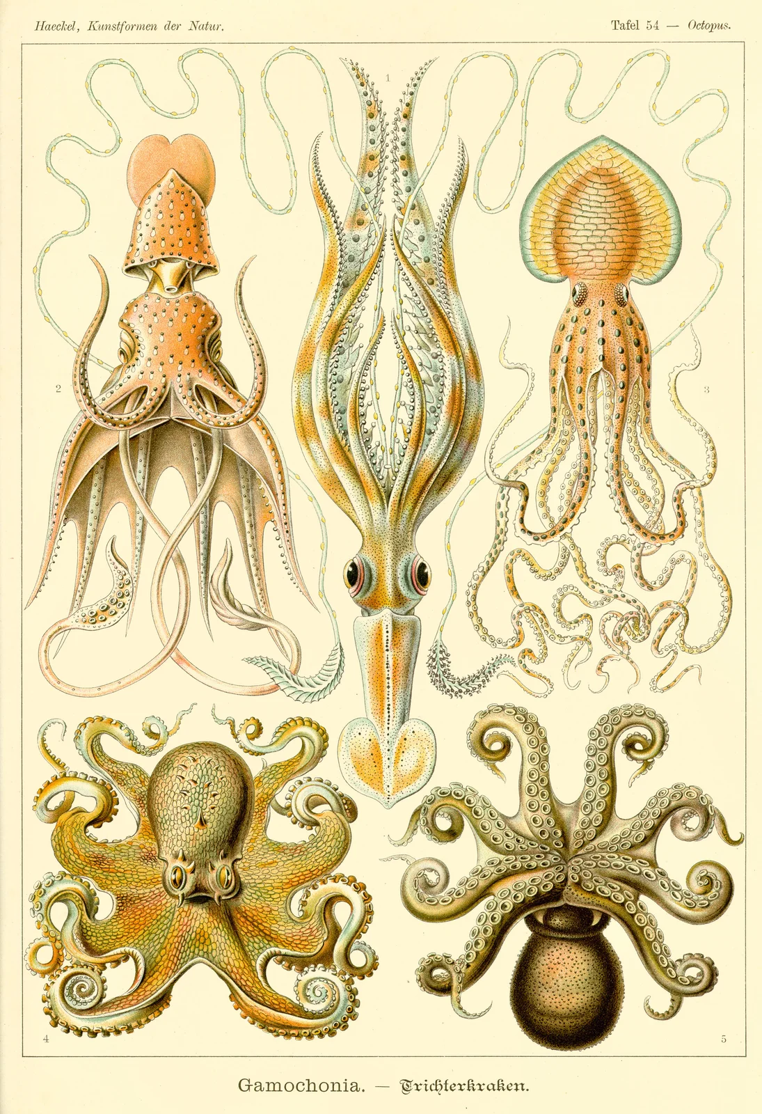Tintenfischlady